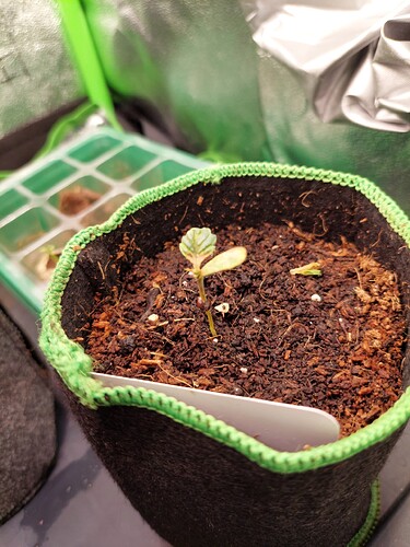 Growreport Bild 1