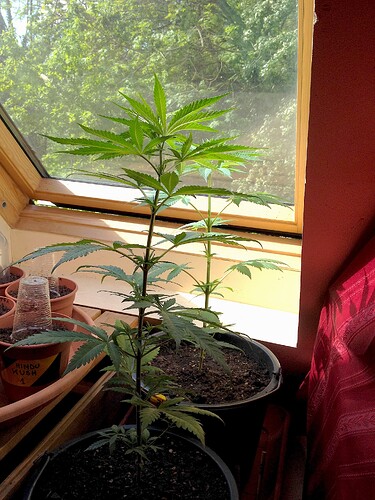 Zwei junge Cannabispflanzen in Töpfen auf einer Fensterbank, eine davon mit der Beschriftung 'Hindu Kush 1'.