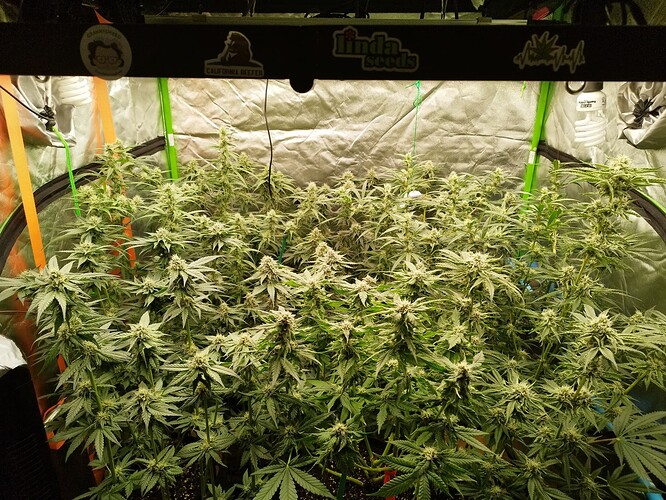 Mehrere blühende Cannabispflanzen in einem Growzelt, die unter einer LED-Lampe wachsen.