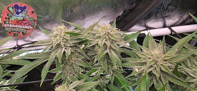 Growreport Bild 10