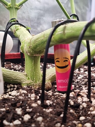 Growreport Bild 15