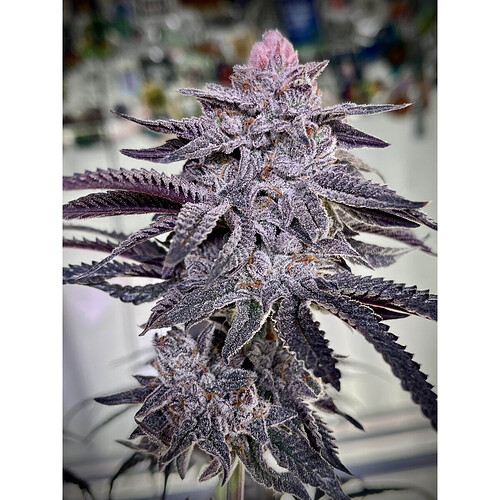 umami-seeds-zoda-bx1-fem-6st~3