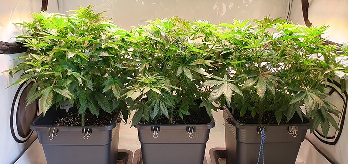 Growreport Bild 1