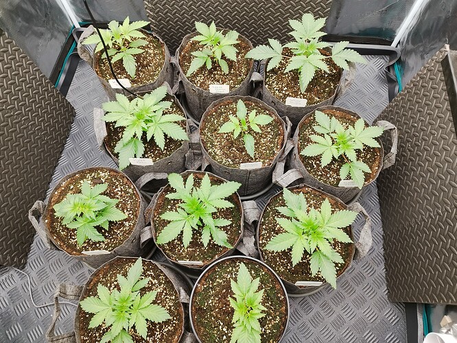 Growreport Bild 4