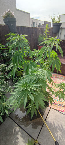 IMG_20260602_162529