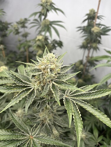 Growreport Bild 33