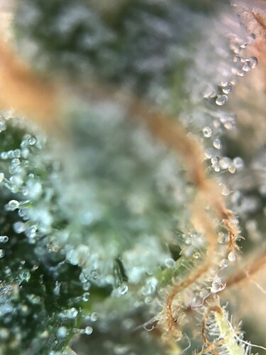 Growreport Bild 37