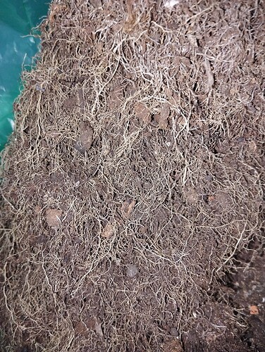 Growreport Bild 9