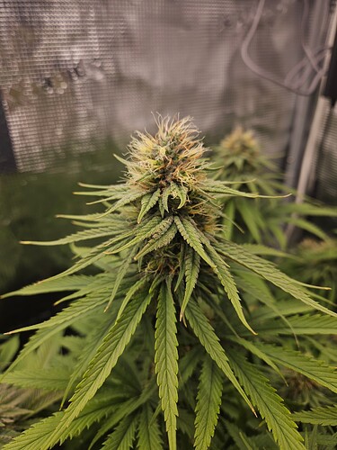 Growreport Bild 27