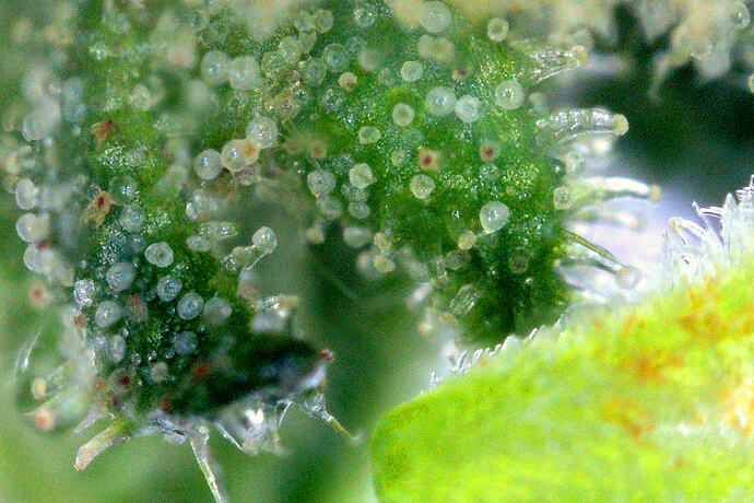 trichome_jack_4