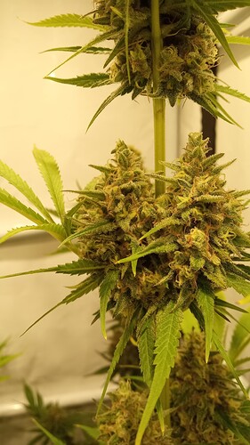 Growreport Bild 11