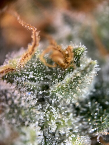 Growreport Bild 106