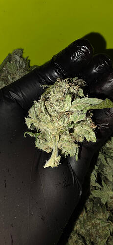 Growreport Bild 66