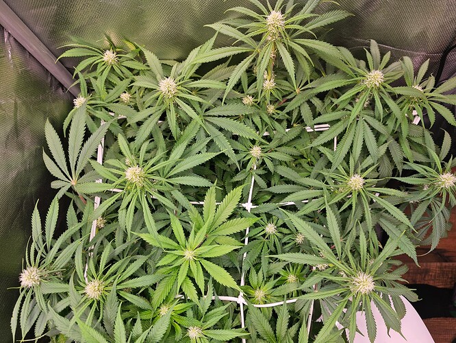 Growreport Bild 9