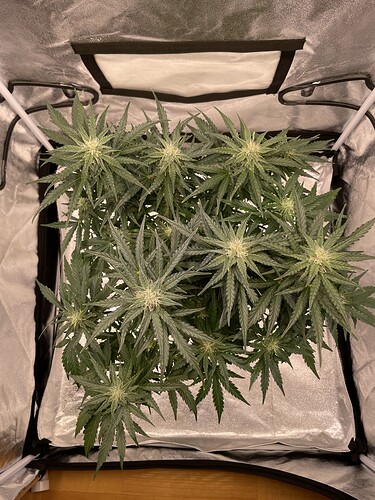 Growreport Bild 10