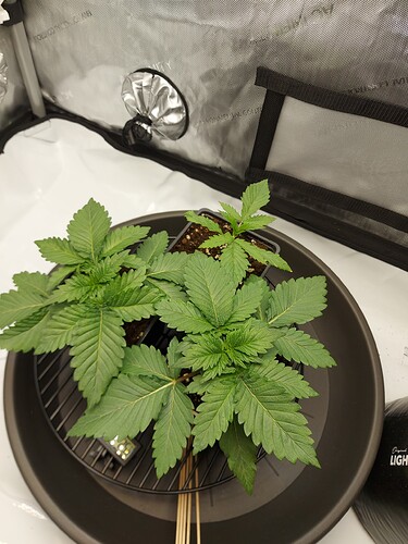 Growreport Bild 1