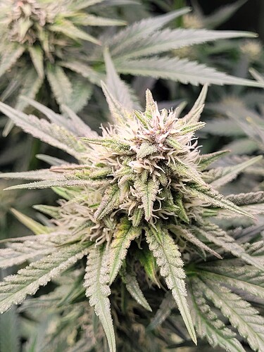 Growreport Bild 15