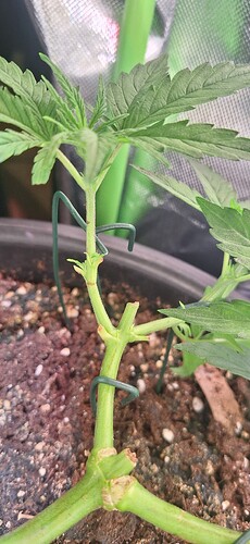 Growreport Bild 3