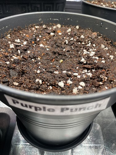 Growreport Bild 19