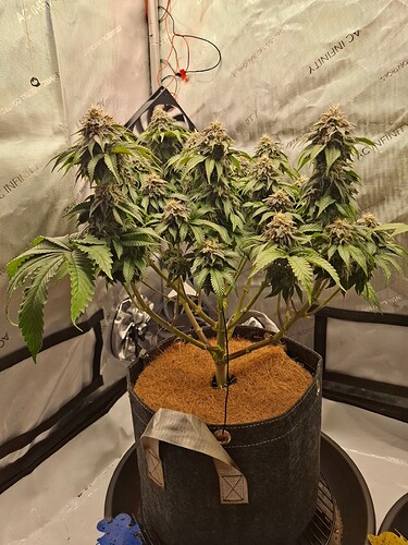 Growreport Bild 5