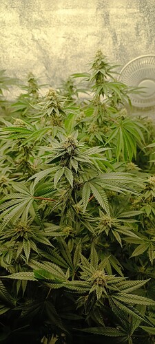 Growreport Bild 2