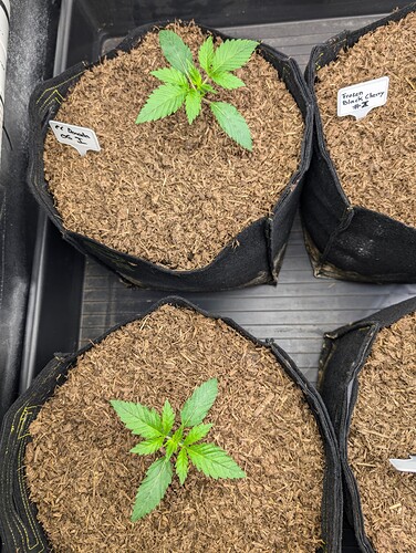 Growreport Bild 5