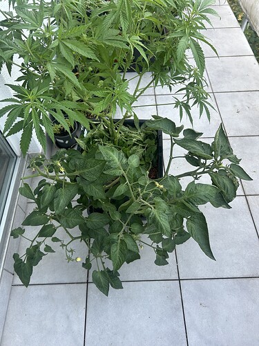 Growreport Bild 53