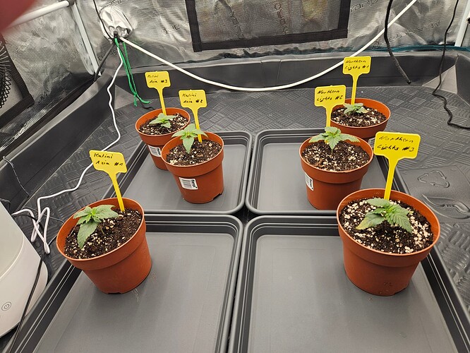 Growreport Bild 41