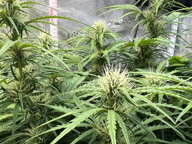 Growreport Bild 5