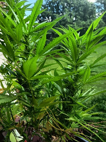 Growreport Bild 9