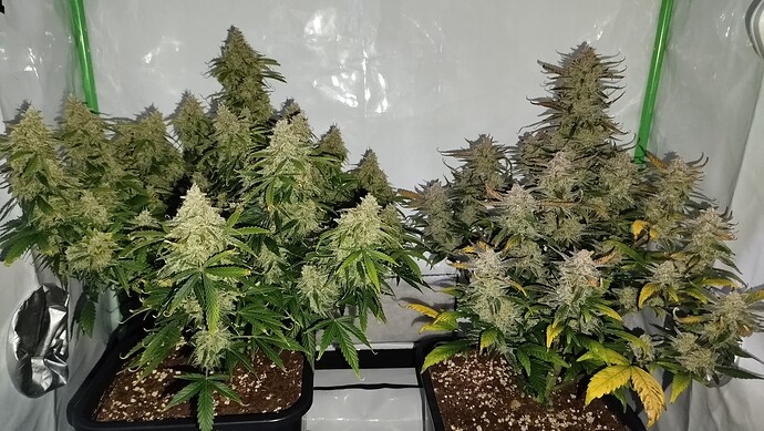 Zwei blühende Cannabispflanzen in einem Growzelt, links Bruce Banner und rechts Mandarine XL.