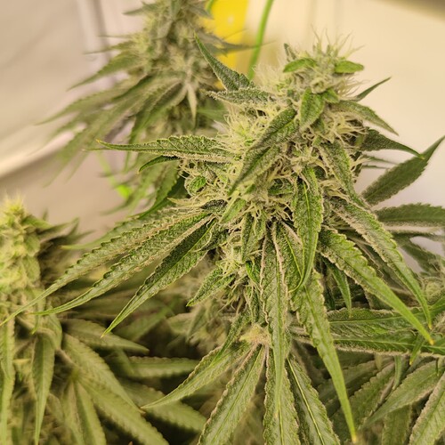 Growreport Bild 7