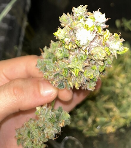 Growreport Bild 18