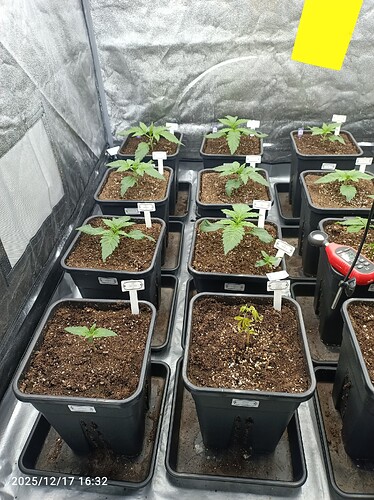 Growreport Bild 4