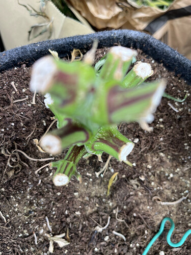 9F5D4E62-EE5E-4D35-A4B2-E81DADC34350