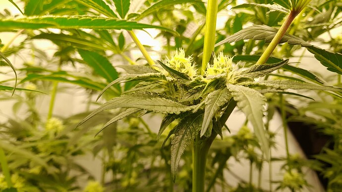 Growreport Bild 7