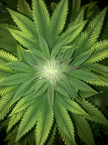 Growreport Bild 5