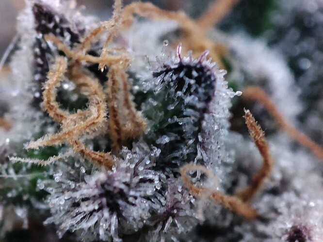 Growreport Bild 17