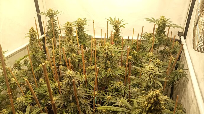 Blick in ein Growzelt mit mehreren blühenden Cannabispflanzen, die mit Bambusstäben gestützt werden.