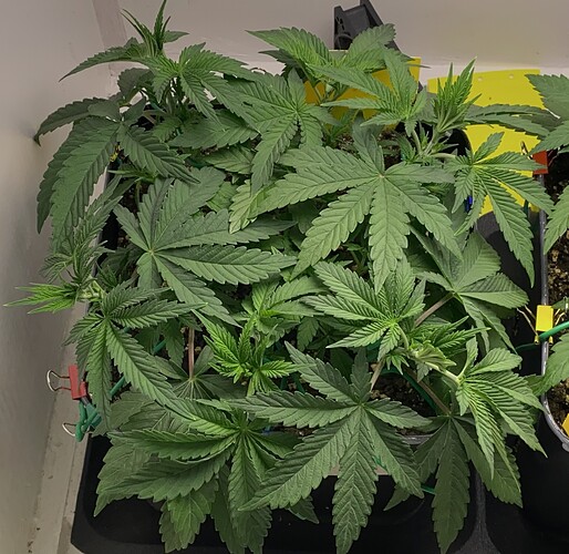 Growreport Bild 11