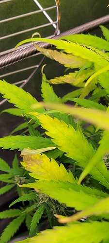 Screenshot_20240523_200018_Gallery