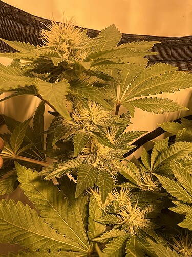 Growreport Bild 1