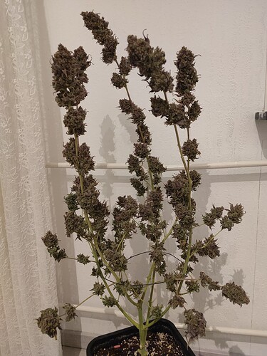 Growreport Bild 5