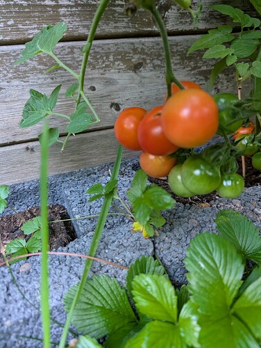 Growreport Bild 15