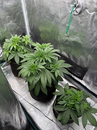 Growreport Bild 3