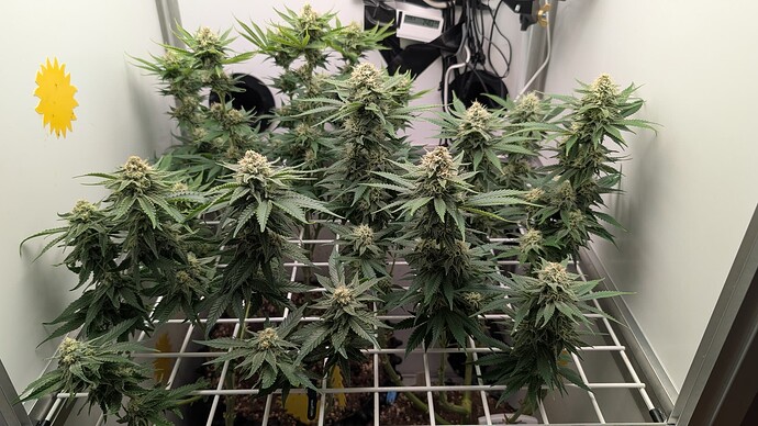 Growreport Bild 40