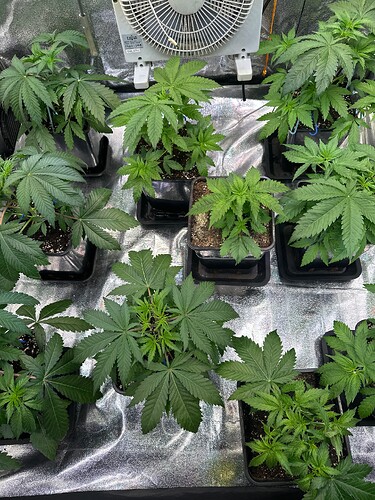 Growreport Bild 13