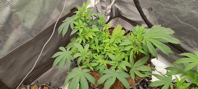 IMG_20251016_203516894_HDR