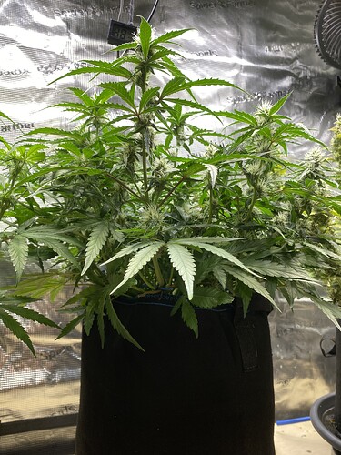 Growreport Bild 74