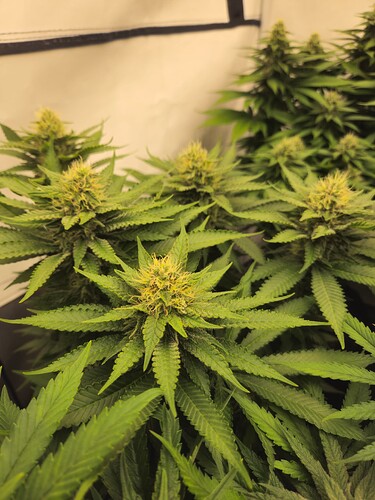Growreport Bild 8